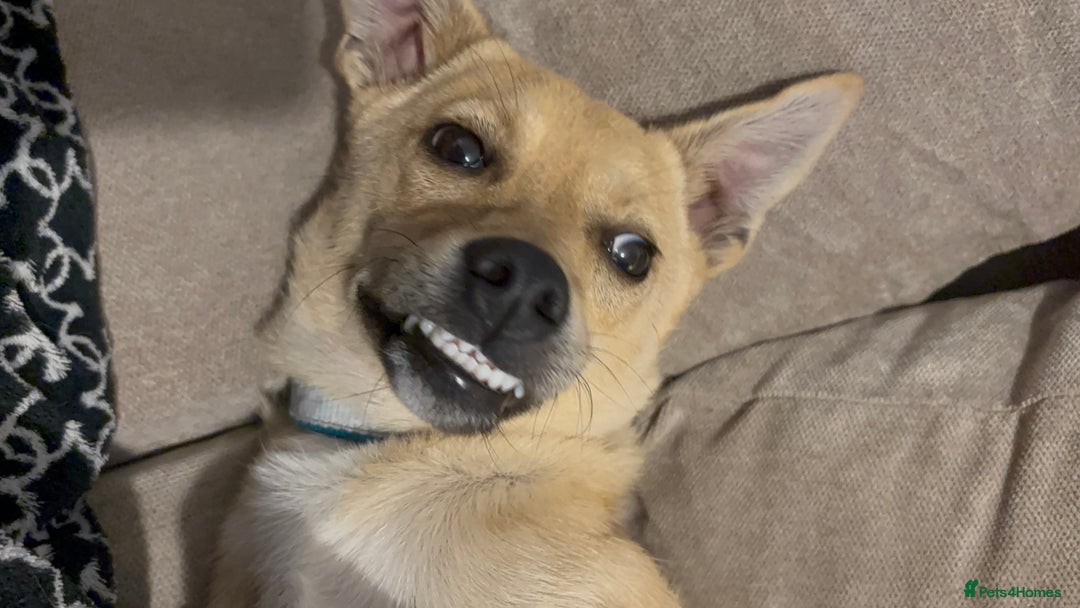 Mixed Breed dogs for sale: Mixed breed puppy - Image 5