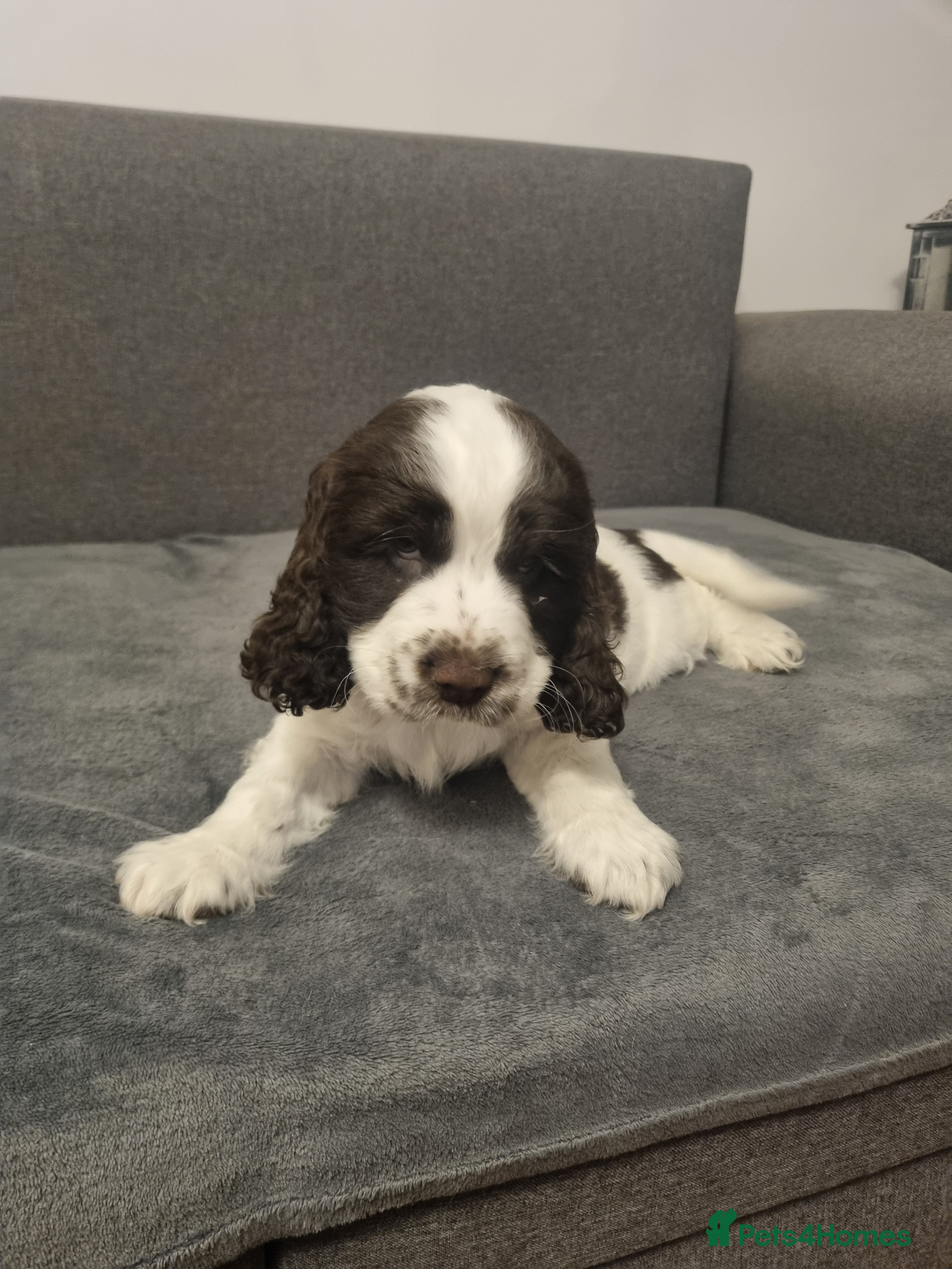 Cocker Spaniel dogs  Show Cockerspaniel puppies Ready to Leave - Advert 6