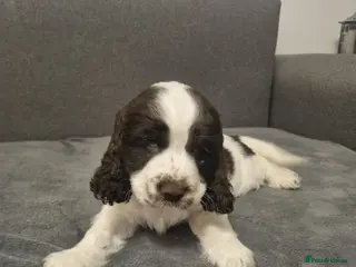 Cocker Spaniel dogs Show Cockerspaniel puppies Ready to Leave - Advert 6