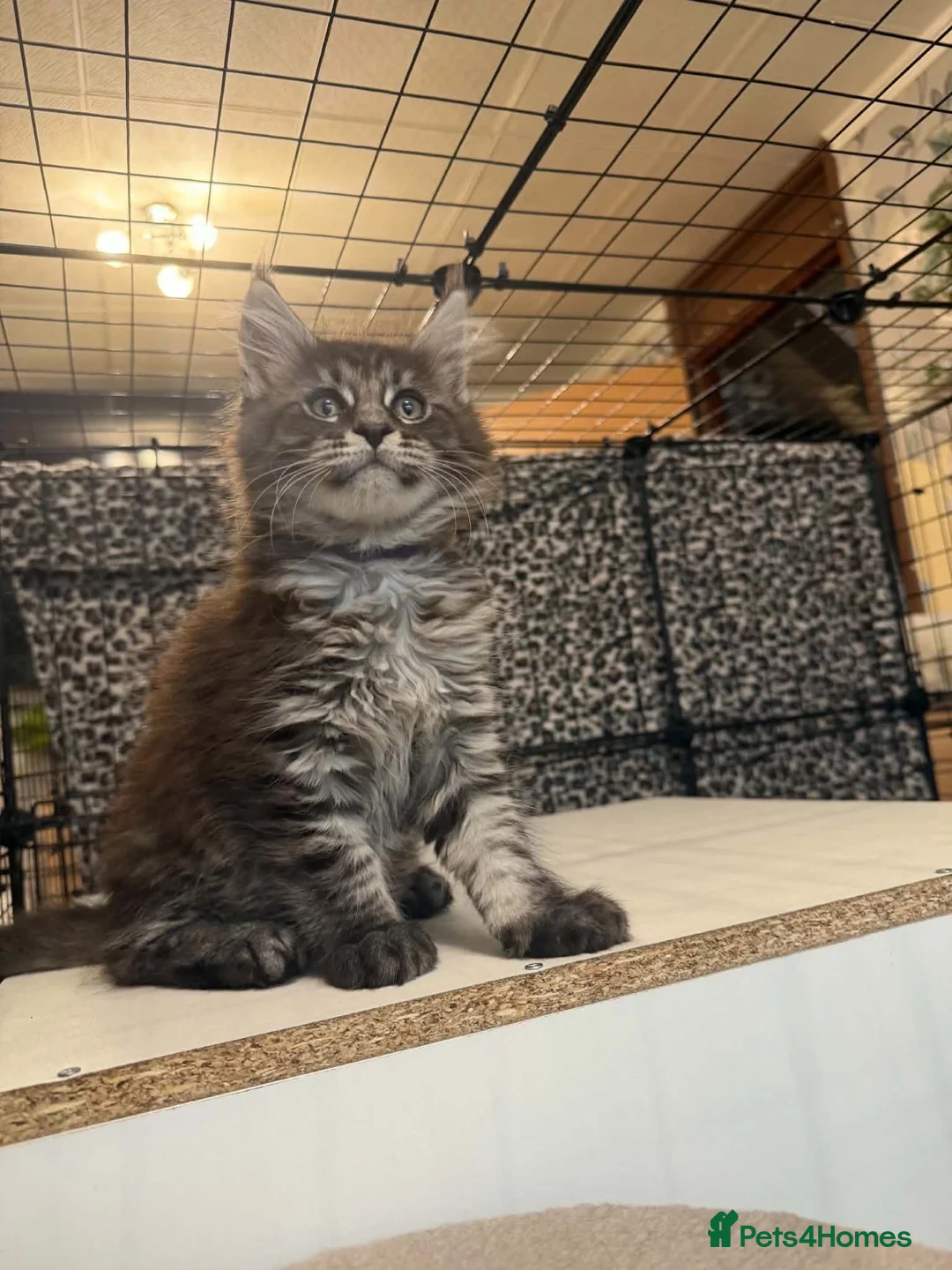 Maine Coon cats for sale: Maine Coon Registered TICA - Advert 40