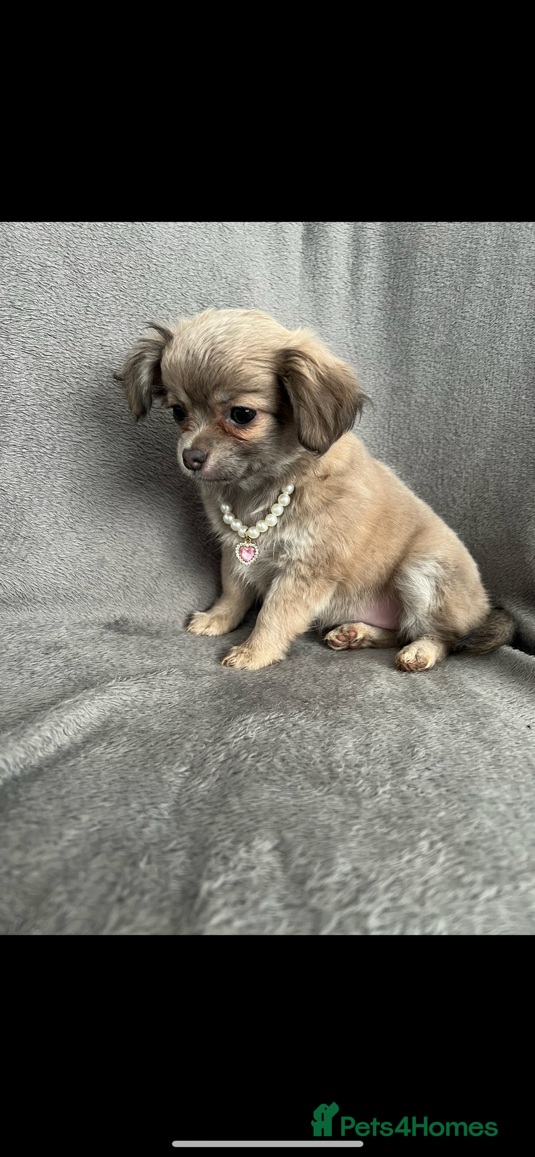 Chihuahua dogs for sale: Beautiful long haired female Chihauaha  - Image 1