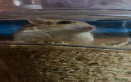 Gerbil rodents for sale: 2 beautiful fat tailed male gerbils - Image 6