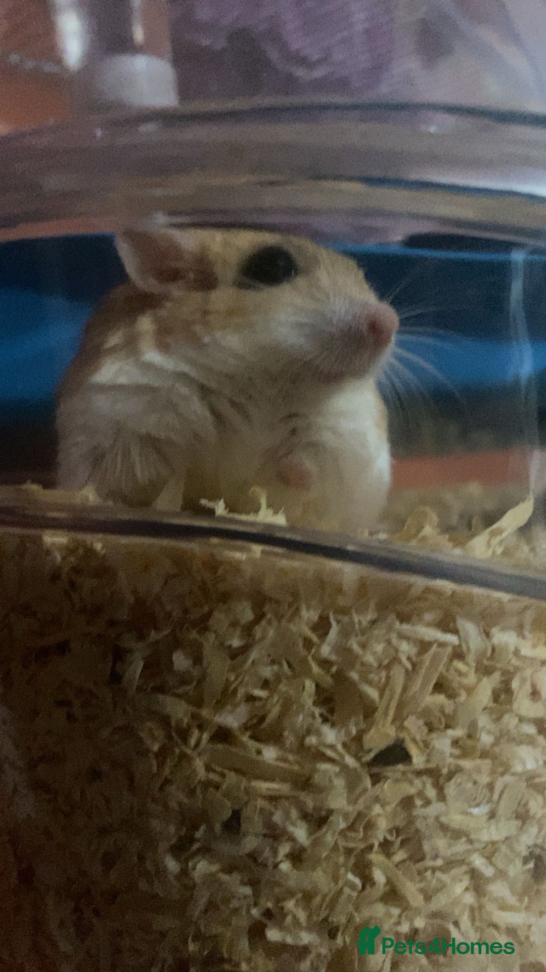 Gerbil rodents for sale: 2 beautiful fat tailed male gerbils - Image 6
