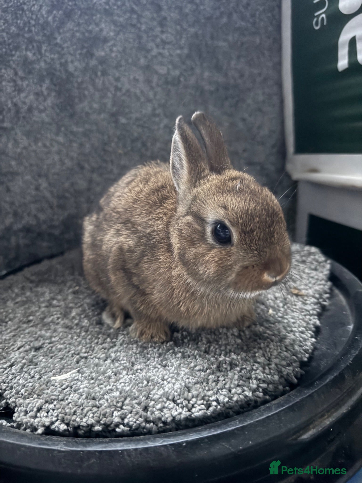 Netherland Dwarf rabbits Netherland dwarf babies - Advert 7