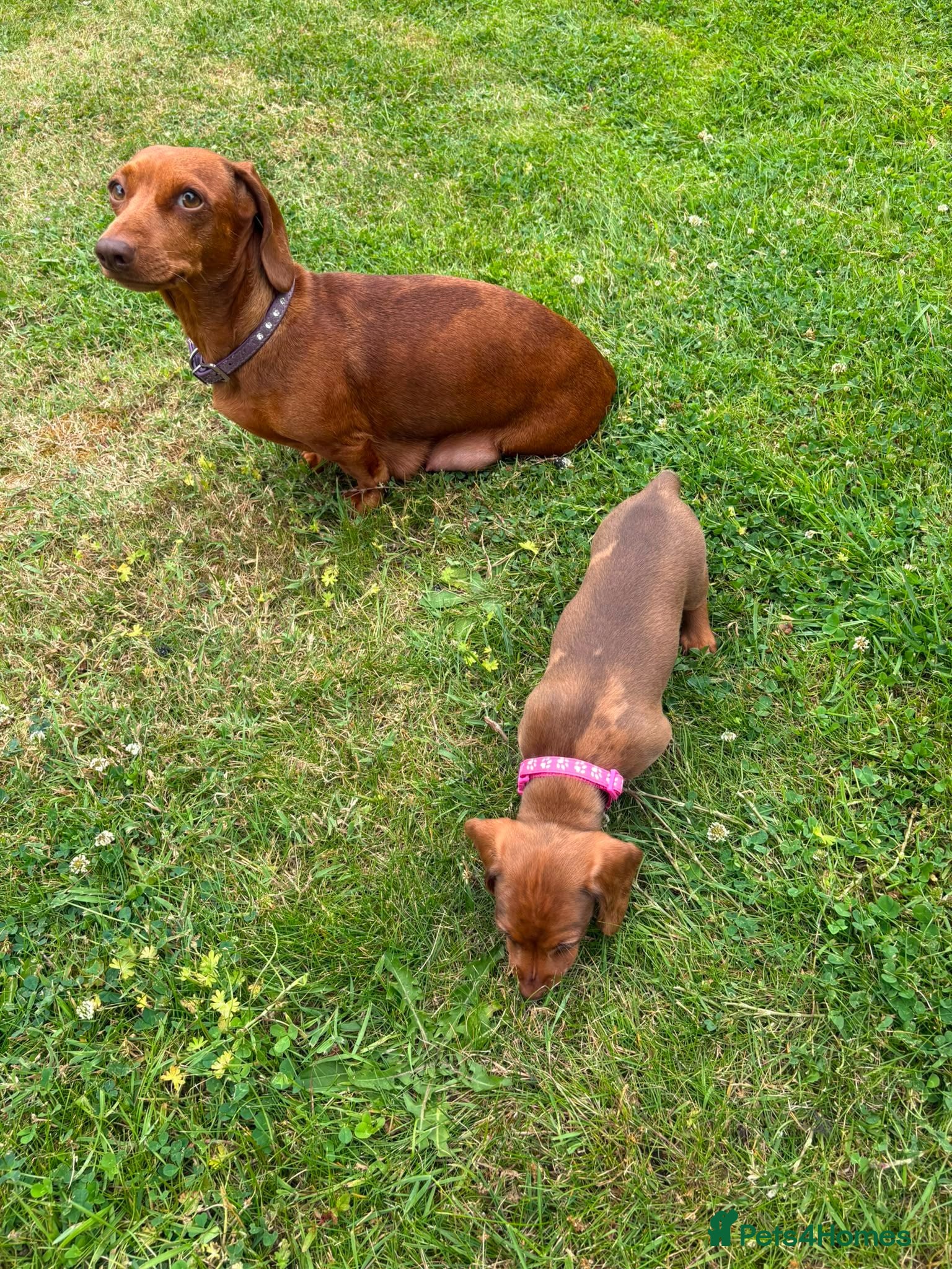 Miniature Dachshund dogs Beautiful Miniature Dachshunds 🐾 - Advert 2