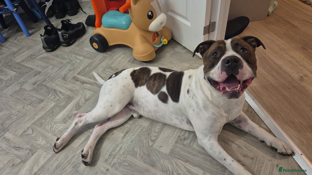 Mixed Breed dogs for sale: Bronson  - Image 2