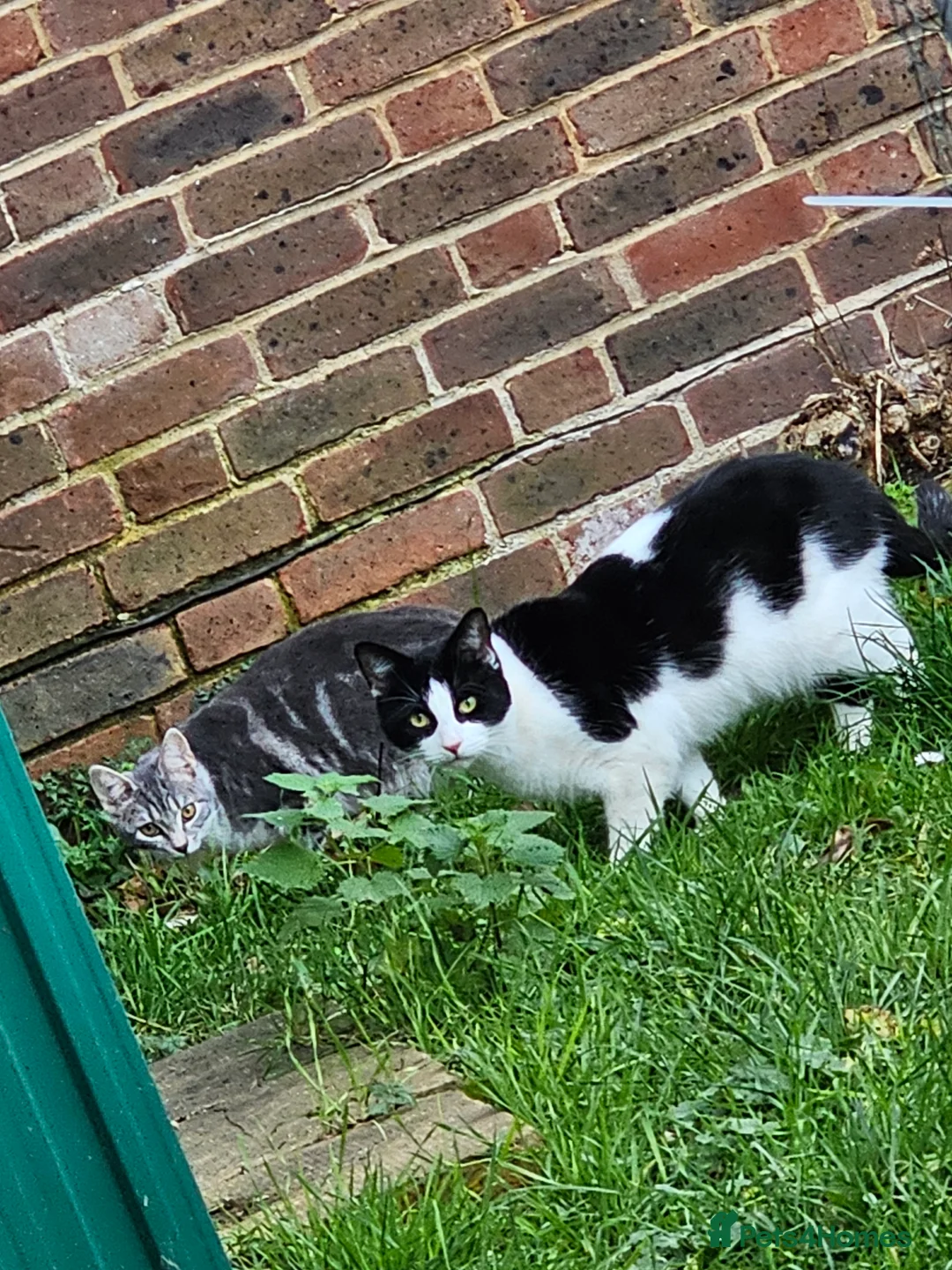 British Shorthair cats for sale: FREE ASAP 3 cats for rehoming due to moving abroad - Advert 5