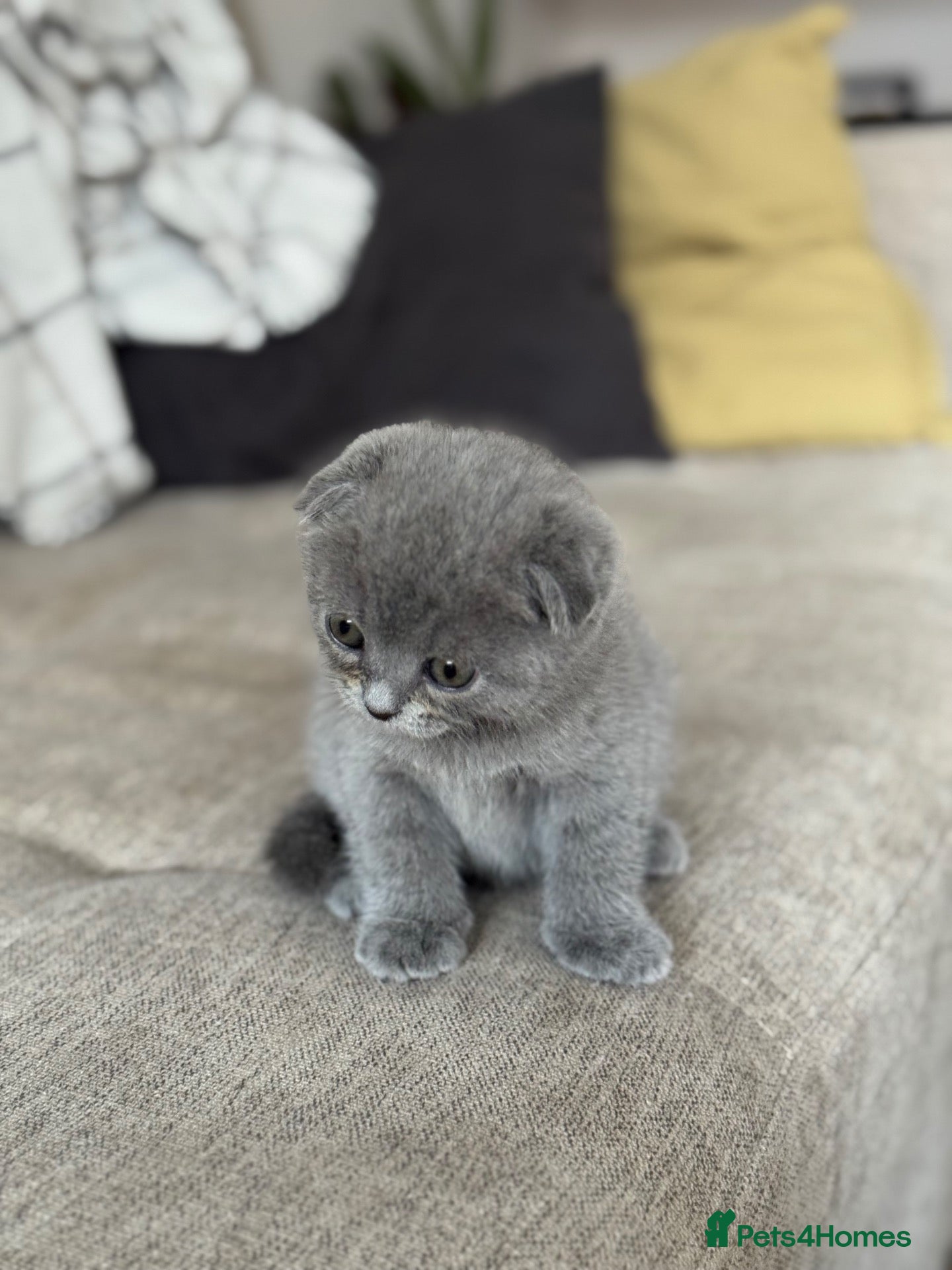 British Shorthair cats Gorgeous Blue Scottish Fold Girl Left  - Advert 14