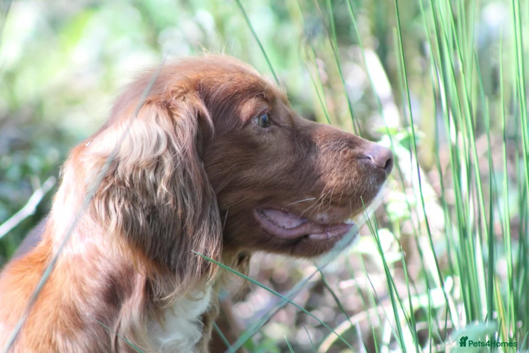 Cocker Spaniel dogs for stud: Fully Health Tested Dark Red W/Cocker Spaniel Stud in Totnes - Advert 3