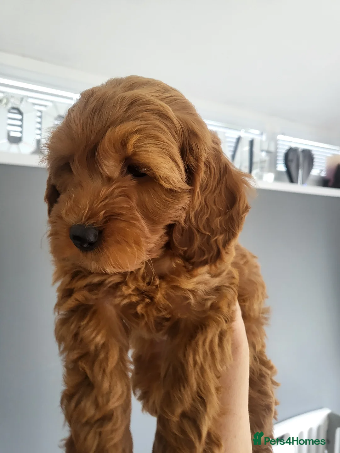 Cockapoo dogs for sale: F1b Show type cockapoos  - Advert 2