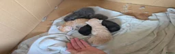 Maine Coon cats for sale: 5 beautiful maincoon kittens  in Penzance - Advert 3