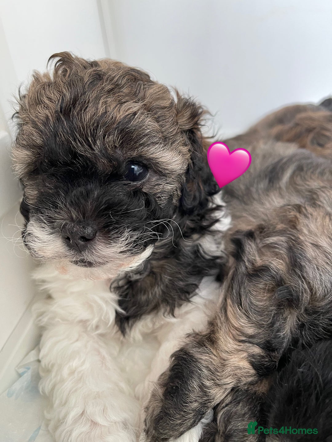 Mixed Breed dogs for sale: 3 Beautiful Shih Tzu x Toy poodle  - Advert 10