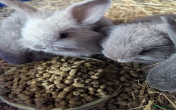 Lilac rabbits for sale: Beautiful baby lilac and blue bunnies - Image 2