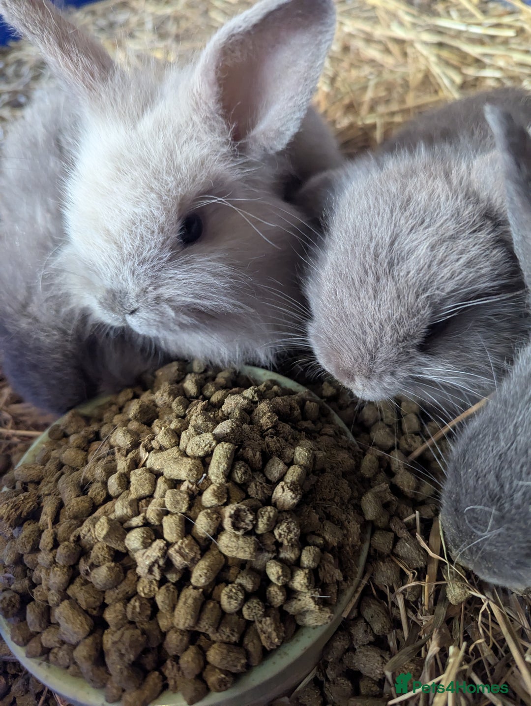 Lilac rabbits for sale: Beautiful baby lilac and blue bunnies - Image 2