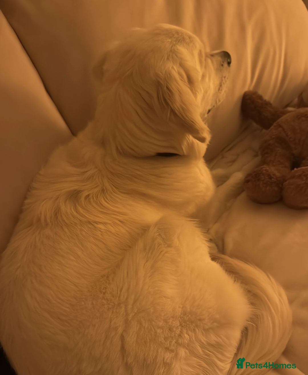 Golden Retriever dogs for sale: Trained Golden Retriever boy  - Image 5