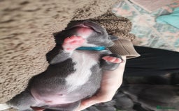 Staffordshire Bull Terrier dogs for sale: For Sale Blue Staffies/ Blue Staffordshire  - Image 19