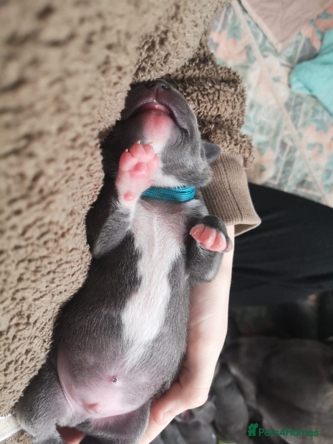 Staffordshire Bull Terrier dogs for sale: For Sale Blue Staffies/ Blue Staffordshire  - Image 19