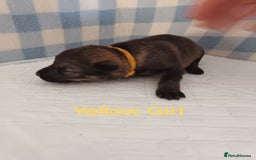 German Shepherd dogs for sale: German Shepherd Puppies - Image 13