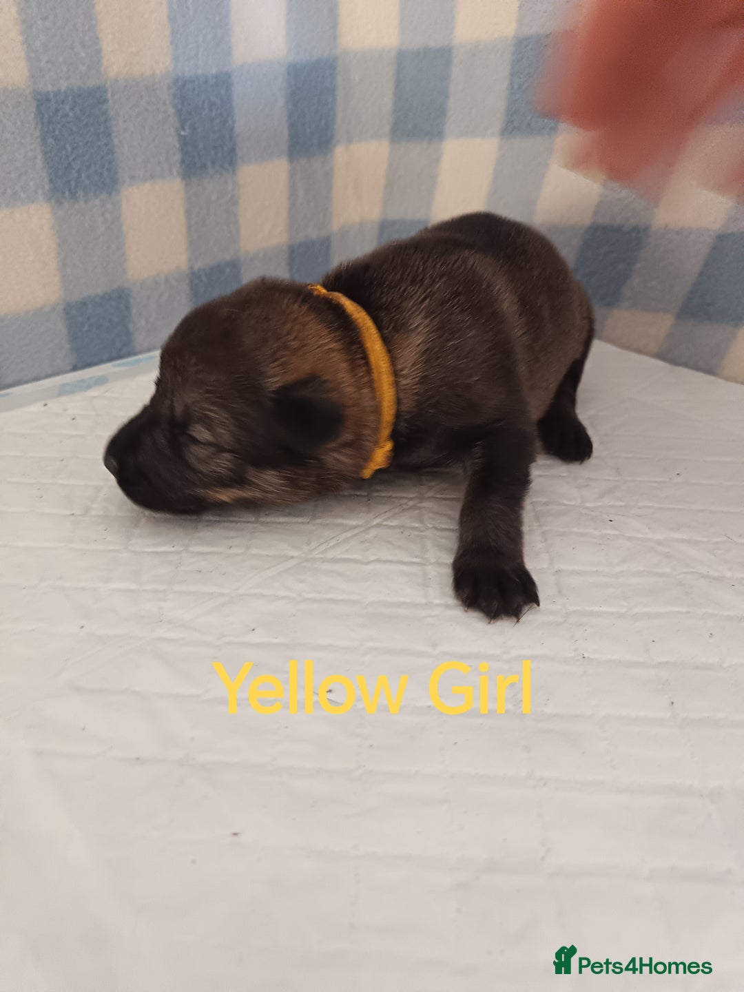 German Shepherd dogs for sale: German Shepherd Puppies - Image 13