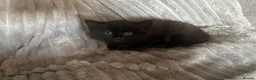 Ragdoll cats for sale: ** READY TO LEAVE ** Ragdoll X kittens  - Advert 8