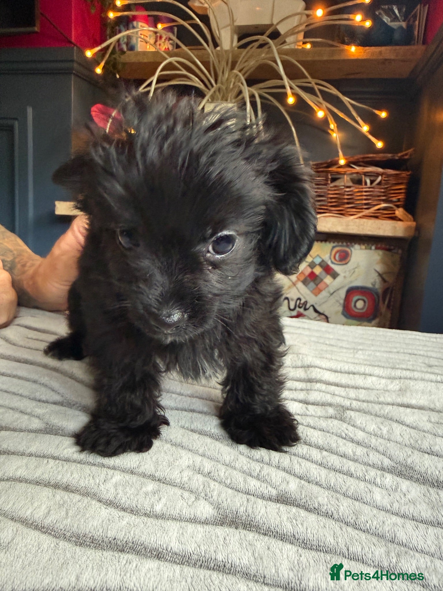 Mixed Breed dogs Reduced last boy yorkiepoo puppy  - Advert 11