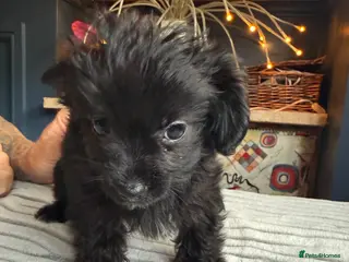 Mixed Breed dogs Reduced last boy yorkiepoo puppy - Advert 11