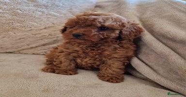 Cockapoo dogs for sale in Harrogate - Advert 3