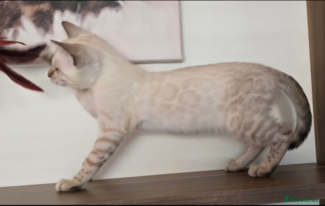 Bengal cats for sale: Tica registered Snow Bengal Boys - Image 2