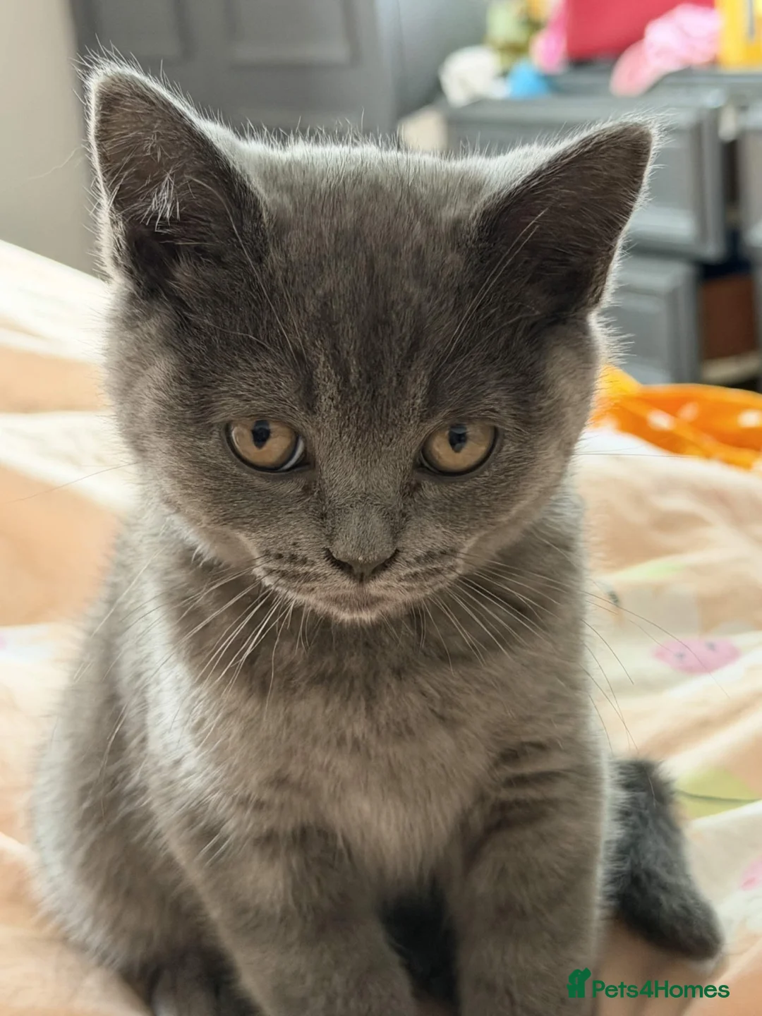 British Shorthair cats for sale: Grey British Shorthair  in Sutton Coldfield - Advert 2