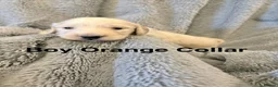Miniature Dachshund dogs for sale: Long haired cream miniature dachshund puppies - Advert 8