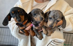 Dachshund dogs for sale: 5 beautiful miniature short haired dachshunds - Image 33