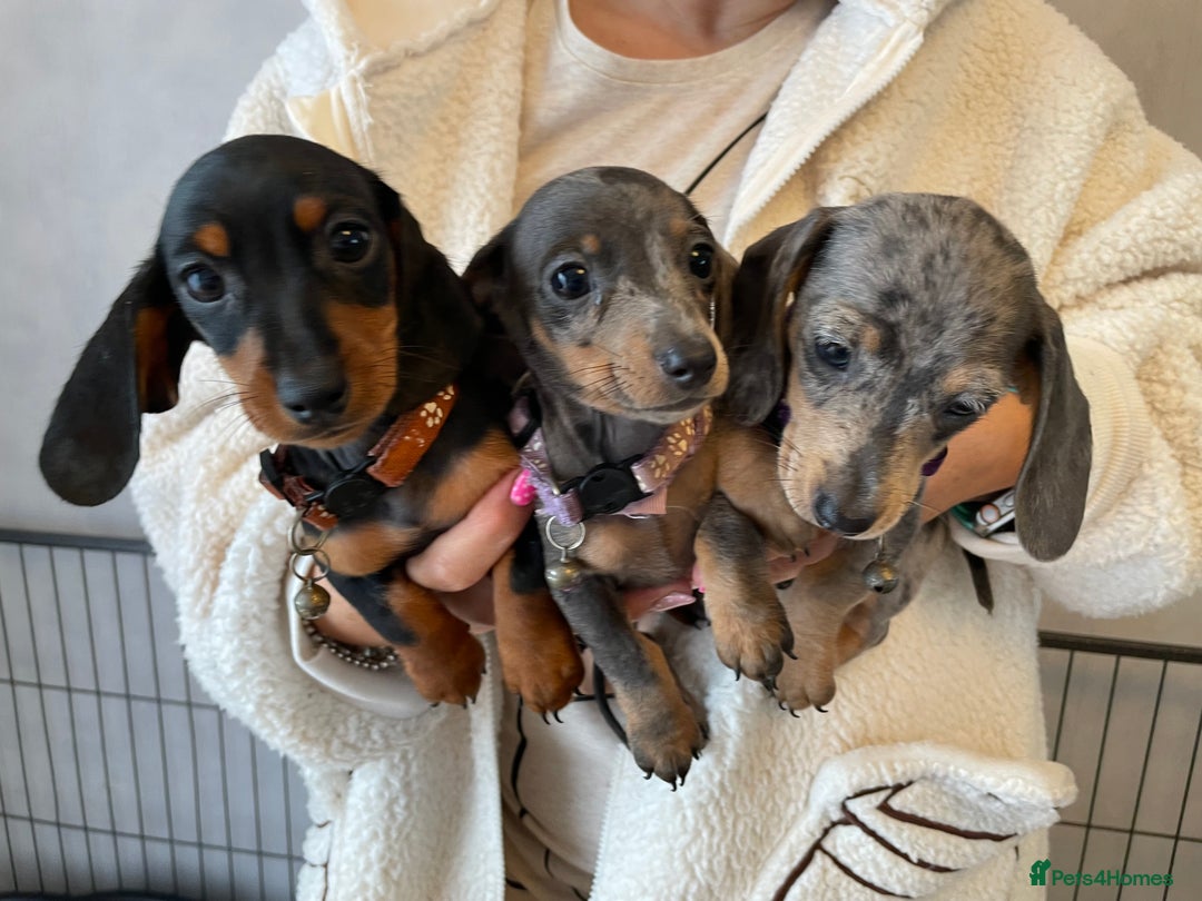 Dachshund dogs for sale: 5 beautiful miniature short haired dachshunds - Image 33