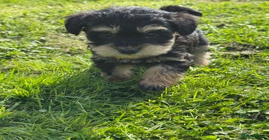 Schnoodle dogs - Advert 8