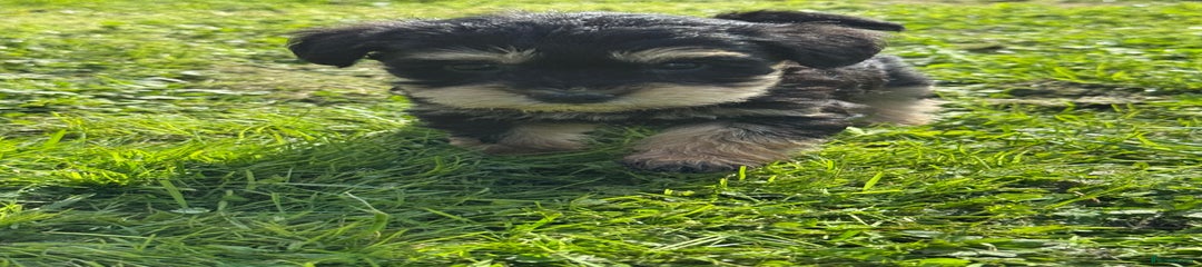 Schnoodle 4