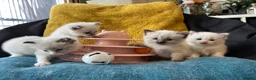 Ragdoll cats for sale: Pure ragdoll kittens sake London - Advert 17