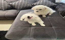 Bichon Frise dogs for sale: Pure Bichon Frise - Image 6