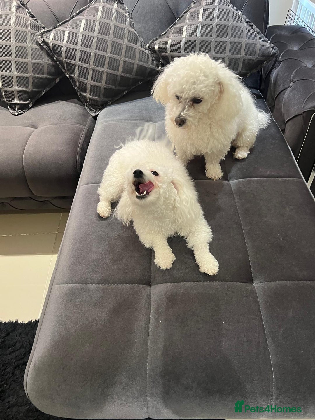 Bichon Frise dogs for sale: Pure Bichon Frise - Image 6