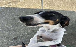Mixed Breed cats for adoption: Lisbon - Sweetheart Dog with much love to give.  - Image 6