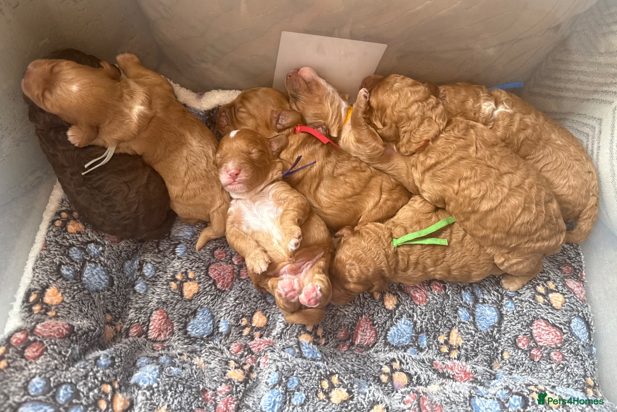 Labradoodle dogs 🐾 Beautiful F1B Miniature Labradoodle Puppies 🐾 - Advert 2