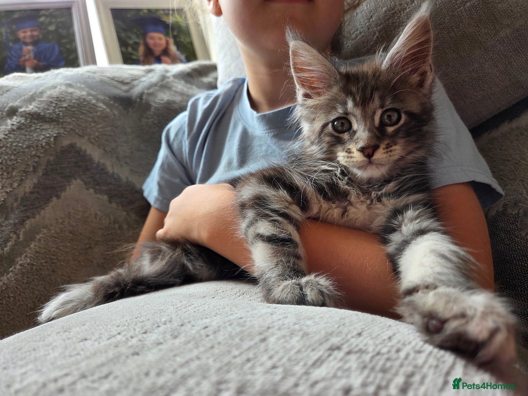 Maine Coon cats for sale: TICA REGISTERED MAINE COON KITTENS - Image 9