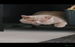 British Shorthair cats for sale: Chunky GCCF Registered Active Stud for Sale  - Image 5