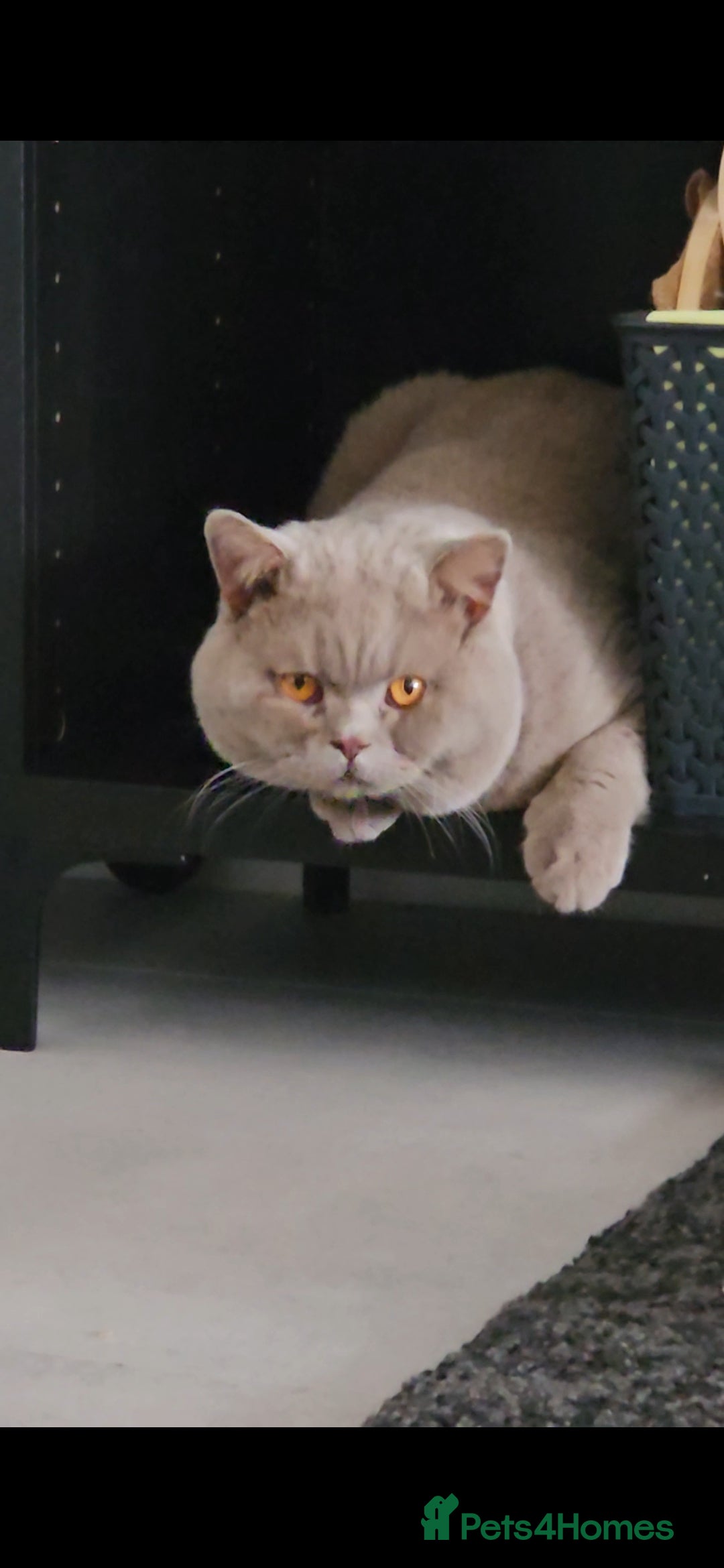 British Shorthair cats for sale: Chunky GCCF Registered Active Stud for Sale  - Image 5