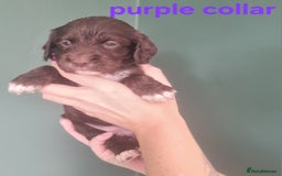 Cocker Spaniel dogs for sale: Beautiful cocker spaniel puppies - Image 25