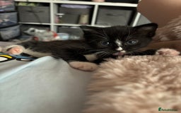 Mixed Breed cats for sale: Kittens for sale  - Image 6