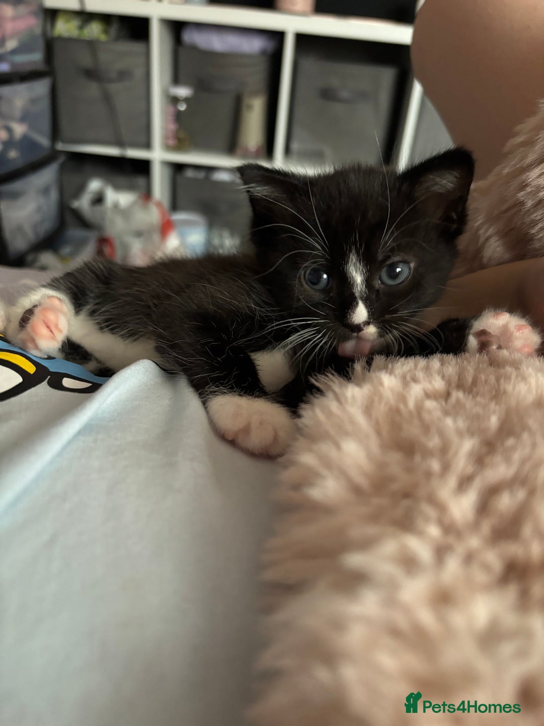 Mixed Breed cats for sale: Kittens for sale  - Image 6