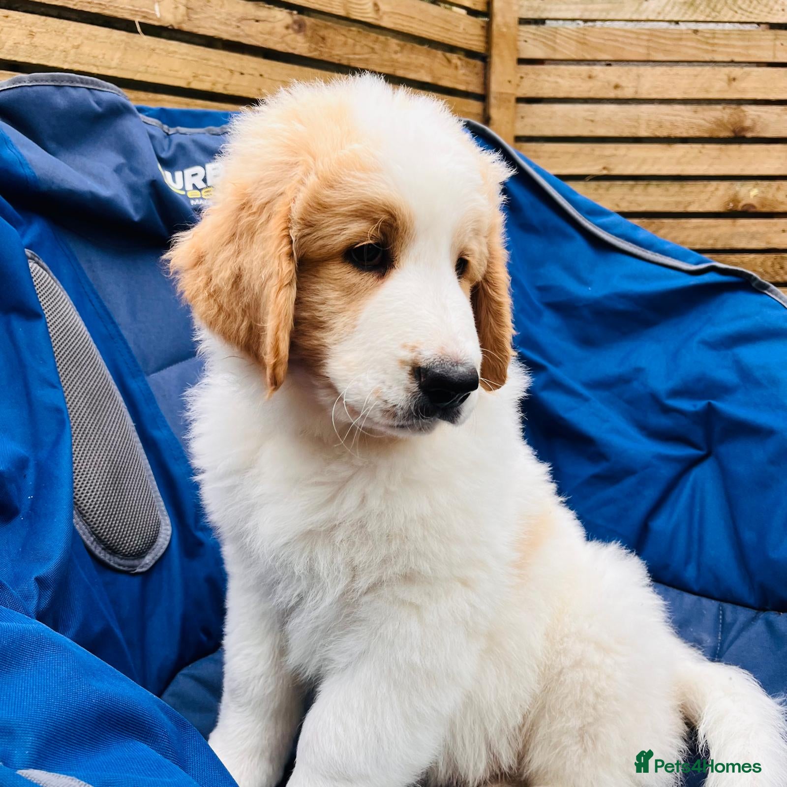 Mixed Breed dogs READY NOW, Golden Doodle X Pyrenees Puppies - Advert 2