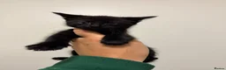Mixed Breed cats for sale: Black kittens  - Advert 3