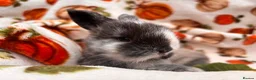 Mixed Breed rabbits for sale: Four utterly adorable bunnies available 🐰 - Advert 3