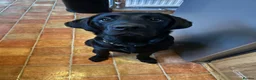 Labrador Retriever dogs for sale: Male Labrador retriever (7 months)  in Waterlooville - Advert 2