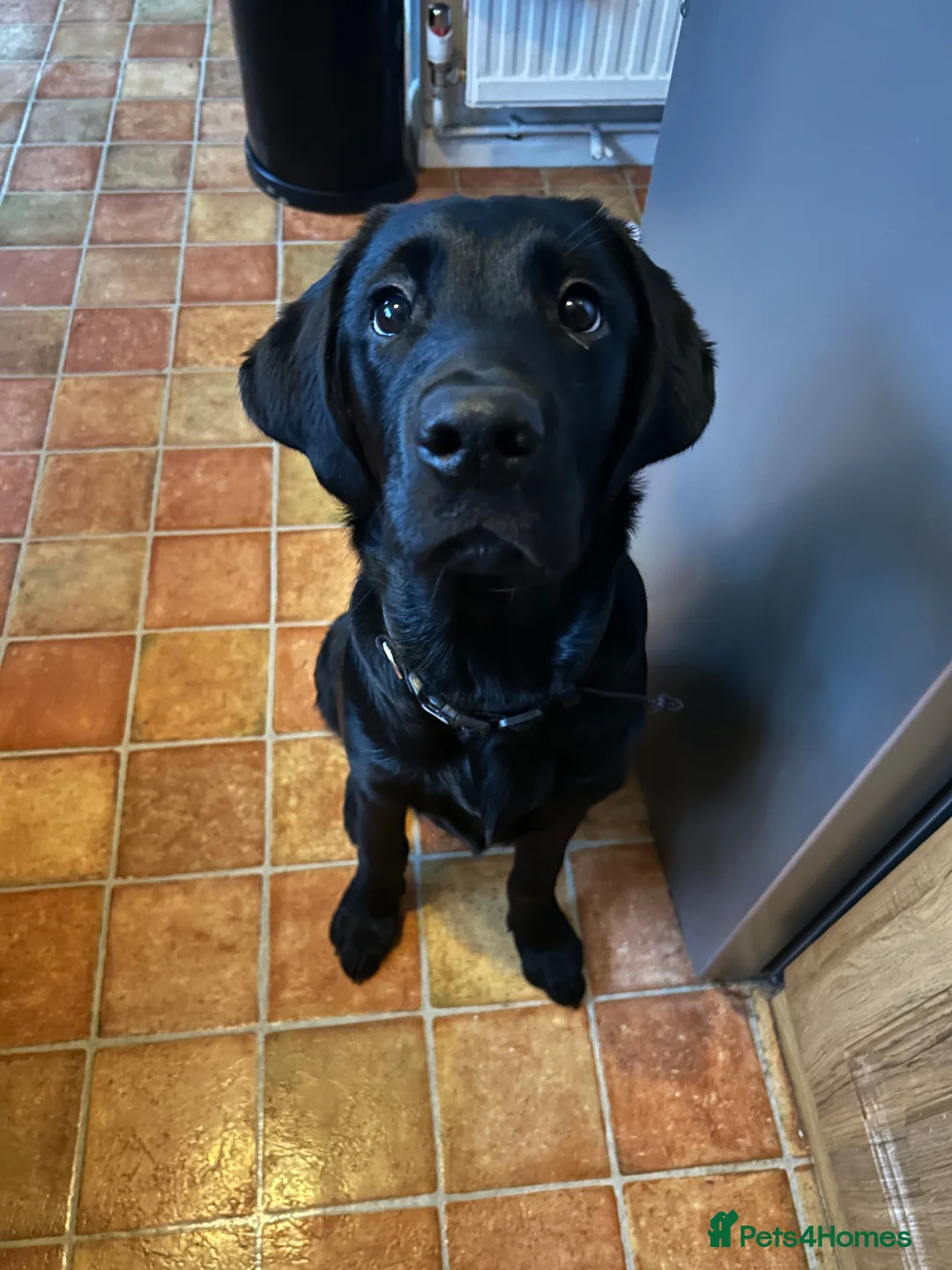 Labrador Retriever dogs for sale: Male Labrador retriever (7 months)  in Waterlooville - Advert 2